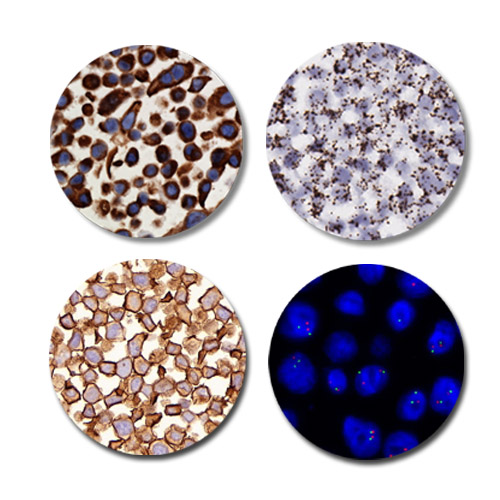 A-FLX FFPE Cell Pellet