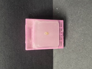 FFPE Mouse Eye