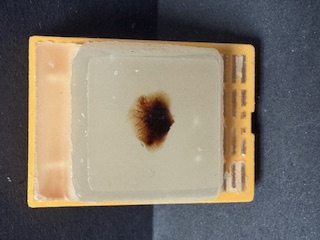 FFPE Mouse Lung
