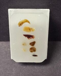 FFPE Mouse Multi-Tissue