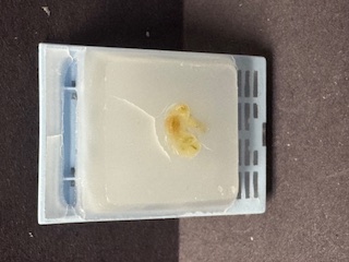 FFPE Mouse Stomach