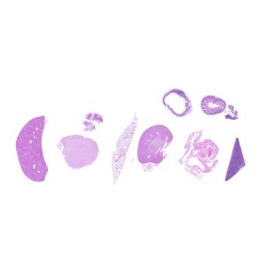 Animal Tissues