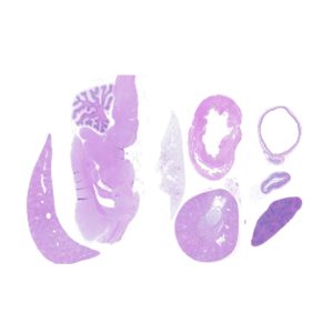 FFPE Rat Tissue Array