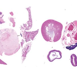 Animal Tissues