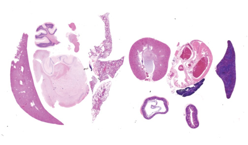 Animal Tissues
