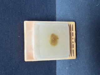 FFPE Rat Brain (Coronal)