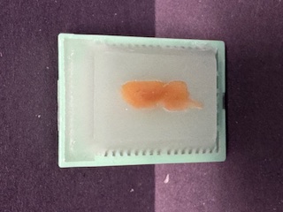 FFPE Rat Brain (Sagittal)