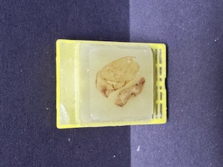 FFPE Rat Colon