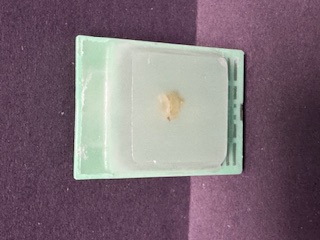 FFPE Rat Eye
