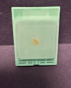 FFPE Rat Intestine (Duodenum)