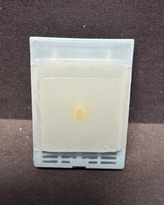 FFPE Rat Intestine (Jejunum)