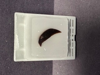 FFPE Rat Liver