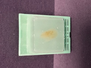 FFPE Rat Lung