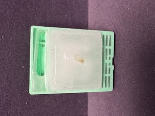 FFPE Rat Lymph Node