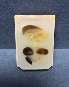 FFPE Wistar Rat Multi-Tissue