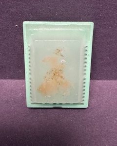 FFPE Single Rat Tissue
