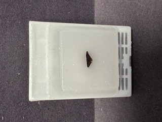 FFPE Rat Spleen