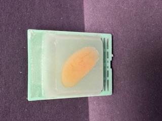 FFPE Rat Testis